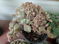 -龙大花卉苗木市场