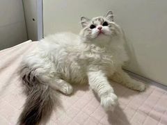 -Bastet sally猫舍购宠(静安店)