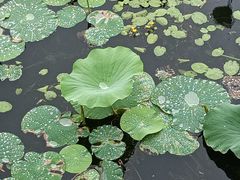 -长春市南湖公园