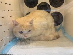 -Pets First伊珊娜洗护·精致美容·家庭式寄养(新会路店)