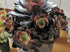 -秦美花卉(天朗·莱茵小城2期店)