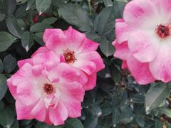 -人民公园(罗湖区)