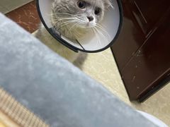-凯特喵百思猫专科医院