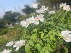 -龙华寺