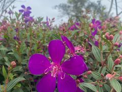 -黄埔油麻山森林公园