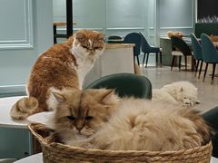 -安格丽娜·狗咖·猫咖羊驼咖(春熙路百盛商场店)
