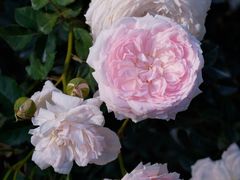 -人民公园(罗湖区)