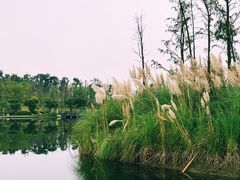 -白鹭湾湿地公园