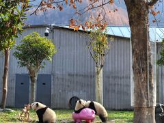 -卧龙中华大熊猫苑神树坪基地
