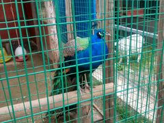 -明珠湖天鹅苑·农家菜馆