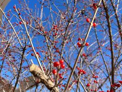 -野鸭湖国家湿地公园