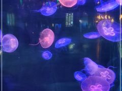 -泉城欧乐堡海洋极地世界