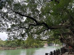 -小洲村