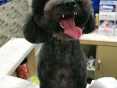 -芭比堂动物医院·心脏专科·夜诊·吉雅分院