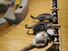 -啵啵喵·猫咖(攀华国际店)