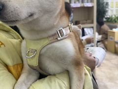 -美联众合动物医院·24h转诊中心