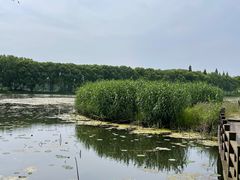 -洪湖生态旅游区