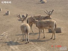 -北京麋鹿生态实验中心