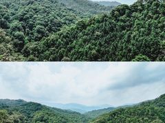 -九龙江国家森林公园