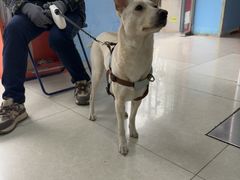 -瑞派福兴宠物医院犬猫全科·骨科·中西医结合(河东店)