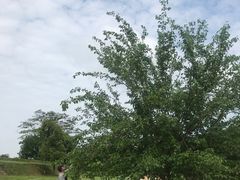 -盘龙城国家考古遗址公园