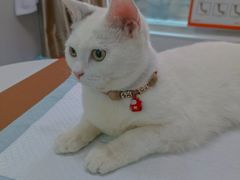 -天使宠物医院·犬猫分诊(彩虹店)