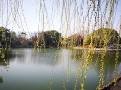 -无锡蠡湖国家湿地公园-蠡园