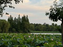 -济南大明湖景区