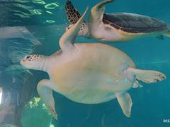 -广东惠东海龟国家级自然保护区