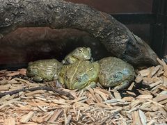 -帕帕拉兹宠物(亚洲旗舰店)