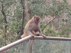 -黔灵山公园