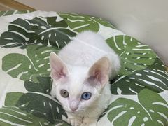 -青奢宠物·青奢猫舍