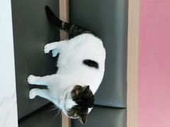 -喵园·猫主题咖啡厅·撸猫·猫咖(国贸店)