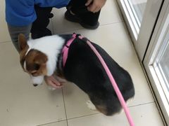 -宠福鑫康馨动物医院·骨科·眼科