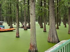 -渌洋湖湿地公园