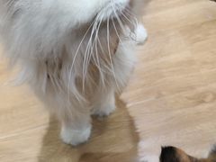-滚猫咖啡·猫咖·猫友好撸猫(未来城店)