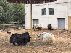 -青藏高原野生动物园