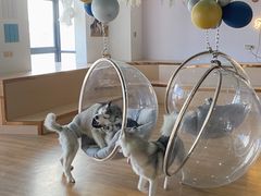 -Husky Go! 哈士奇体验馆·宠物咖啡厅狗咖