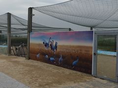 -盐城丹顶鹤湿地生态旅游区
