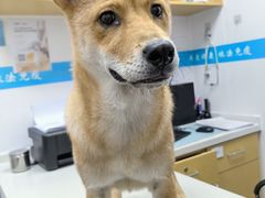 -艾贝尔宠物医院·宠保定点·超声绝育·免疫点(樱花路店)