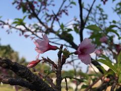 -映月湖公园