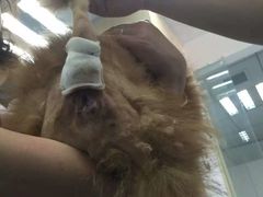 14岁的宝贝肛周腺瘤手术完成-佳怡动物医院·平价24小时·猫专科骨外科