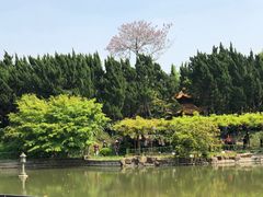 -嘉定紫藤园