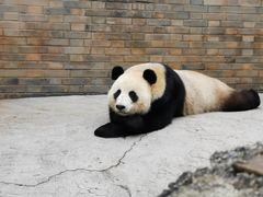 -都江堰中华大熊猫苑