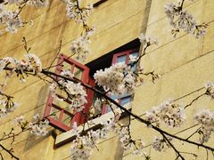 -武汉大学-樱园