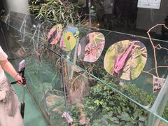 -上海大自然野生昆虫馆(东方明珠·爬宠昆虫探索中心)