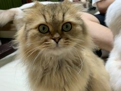 -猫亿天猫咖