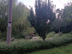 -莲花池公园