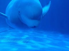 -多彩贵州城极地海洋世界