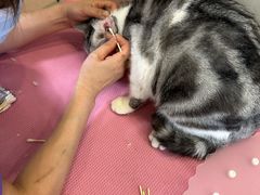 -北京观赏动物医院·24小时大型综合·猫专科·异宠专科